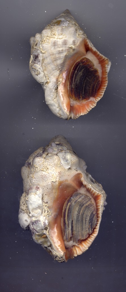 Stramonita haemastoma f. consul